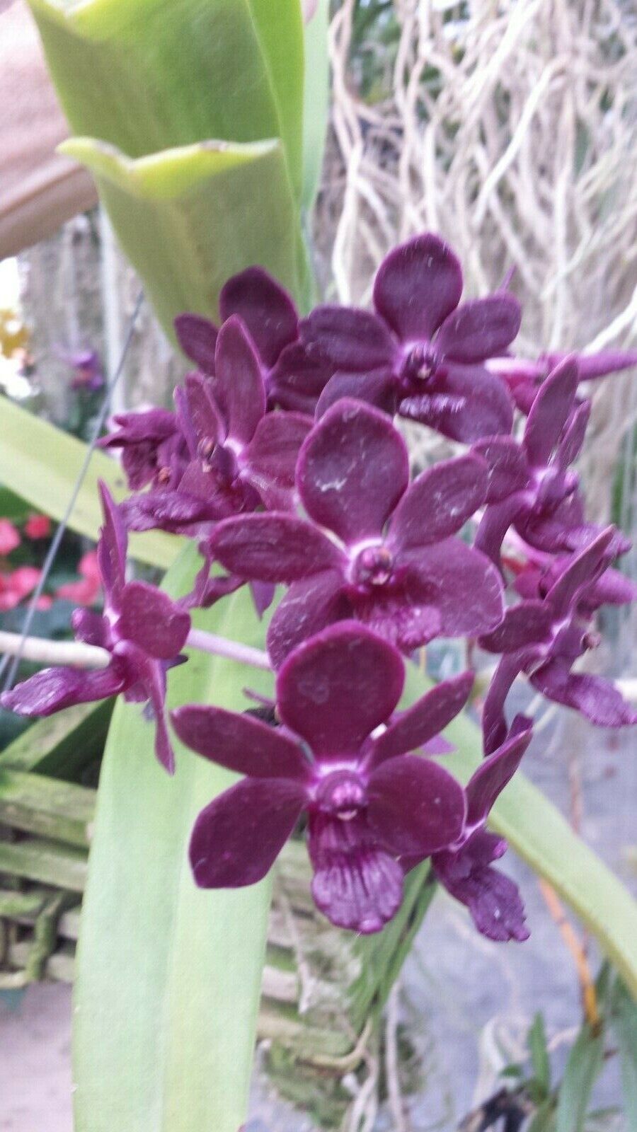Vanda Fragrant 3 pack Exotic Tropical Plants Special