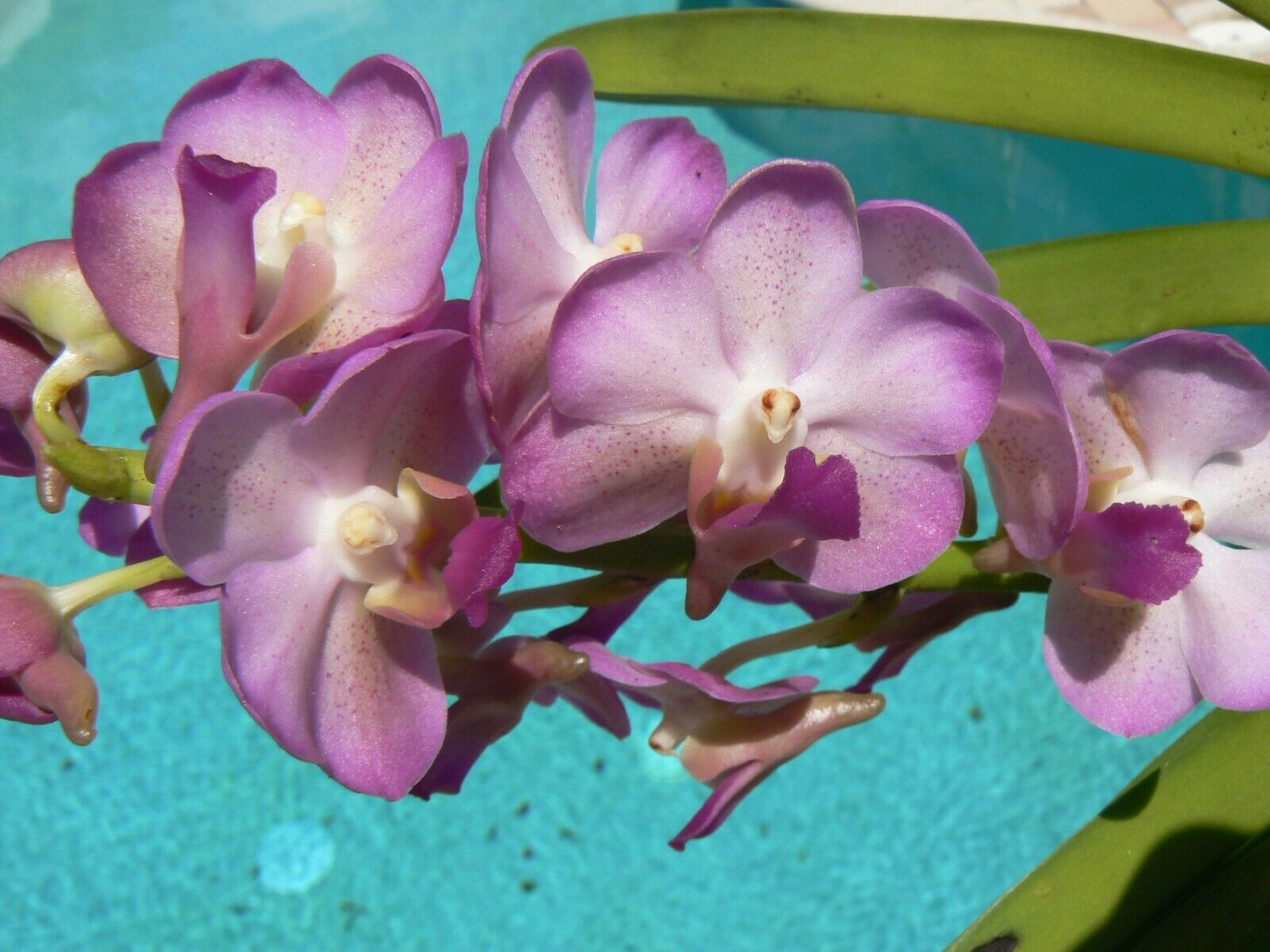 Vanda Fragrant 3 pack Exotic Tropical Plants Special