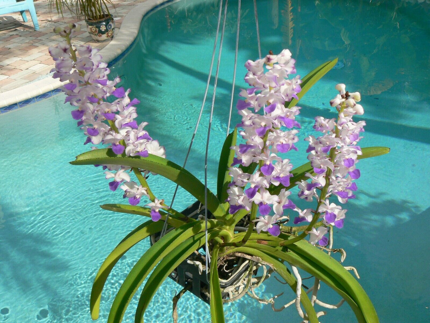 Vanda Fragrant 3 pack Exotic Tropical Plants Special