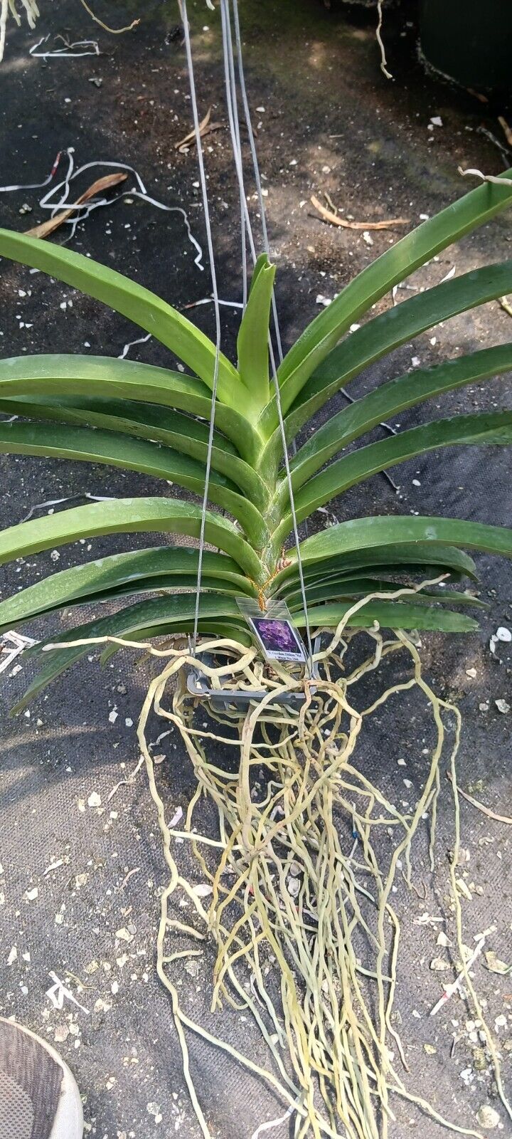 Vanda Gordon Dillon YO x(Wirat x Dr Anek)