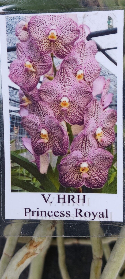 Vanda HRH Princess Royal Tropical Hanging Plants