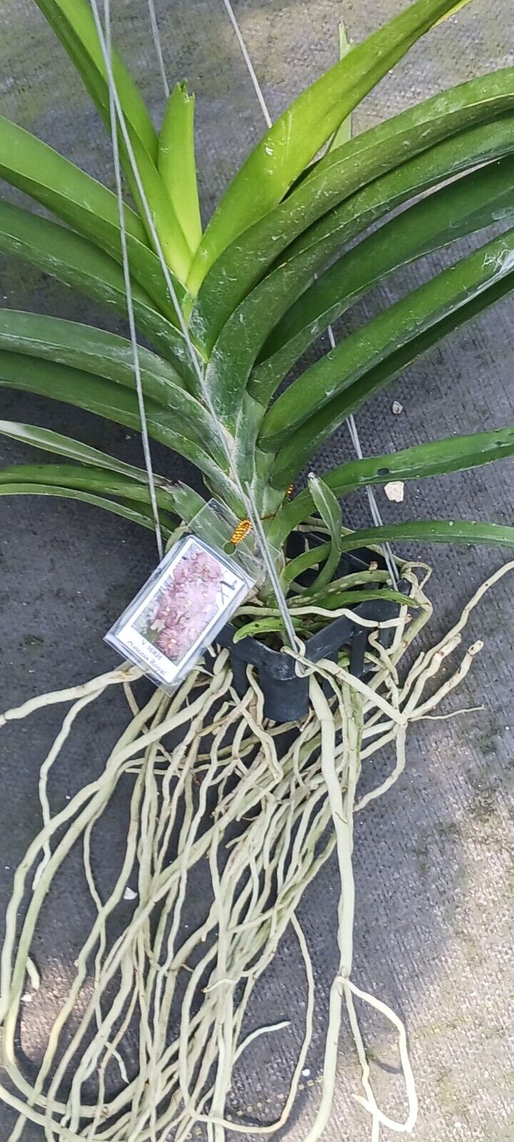 Vanda HRH Princess Royal Tropical Hanging Plants
