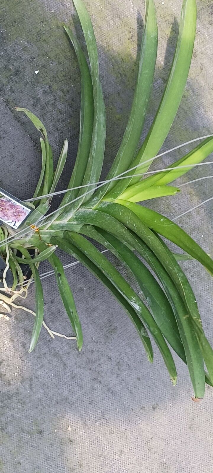 Vanda HRH Princess Royal Tropical Hanging Plants