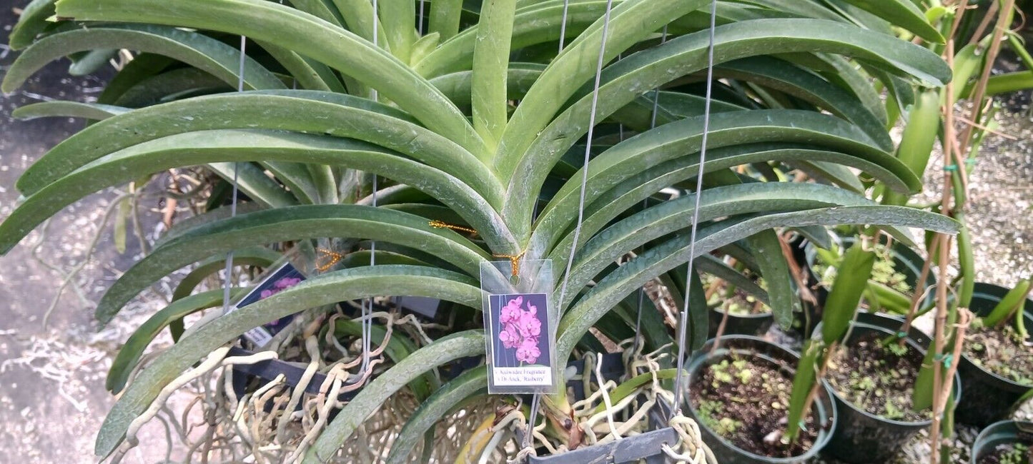 Vanda Kulwadee Fragrance x Dr Anek Rasberry Plants