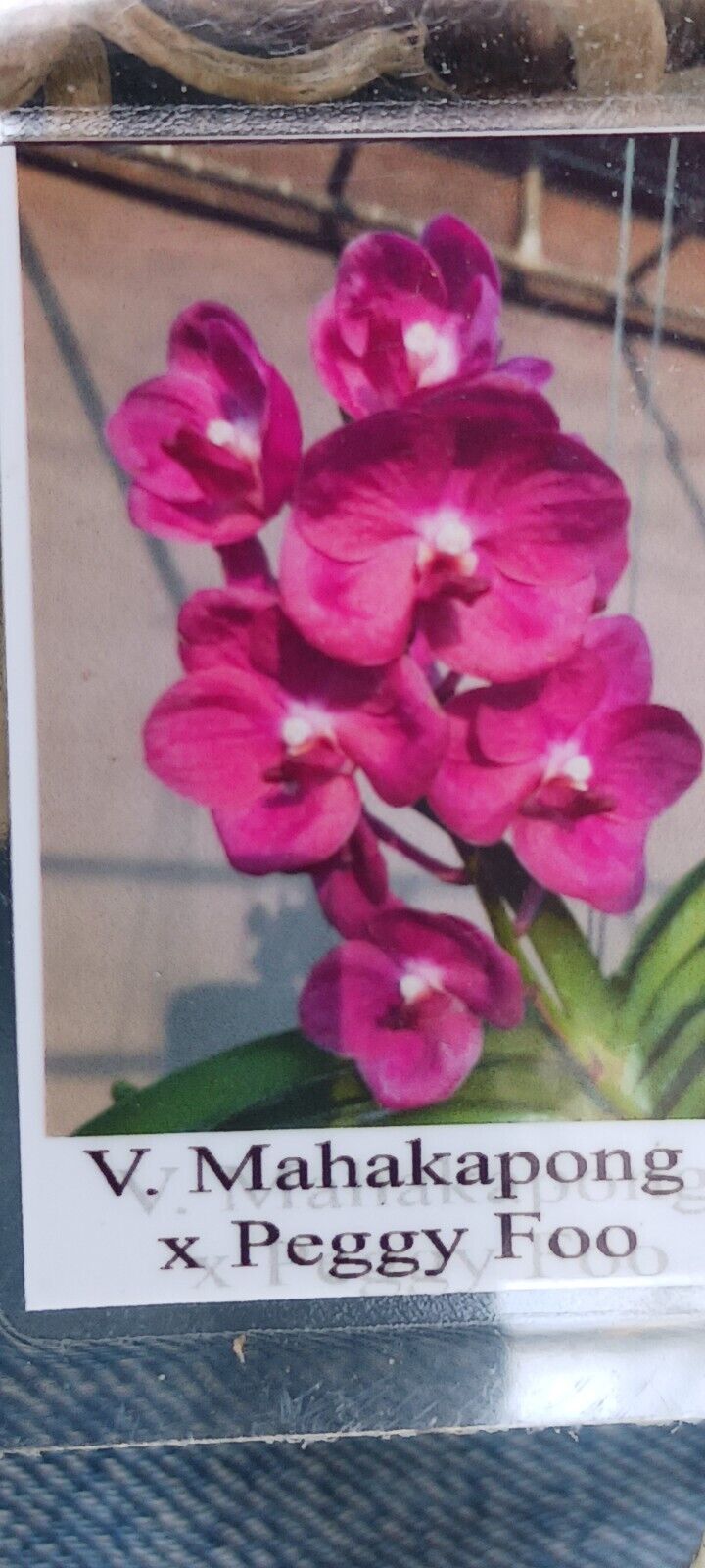 Vanda Mahakapong x Peggy Foo Tropical Hanging Plants