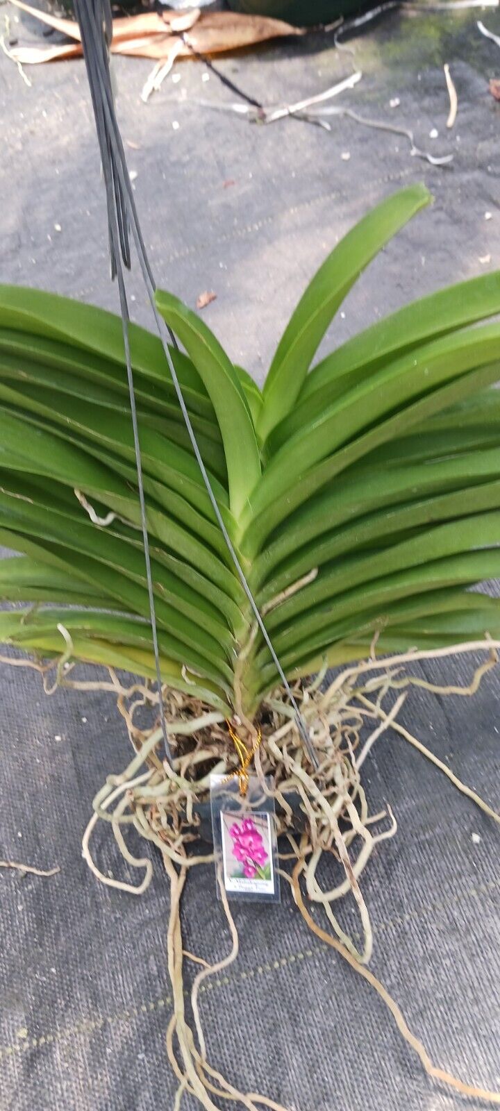 Vanda Mahakapong x Peggy Foo Tropical Hanging Plants