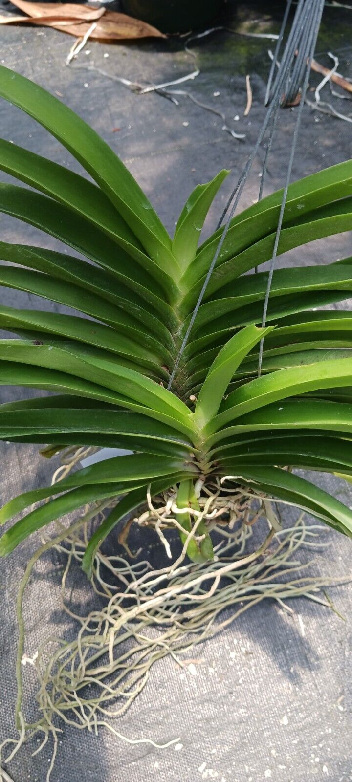 Vanda Mahakapong x Peggy Foo Tropical Hanging Plants