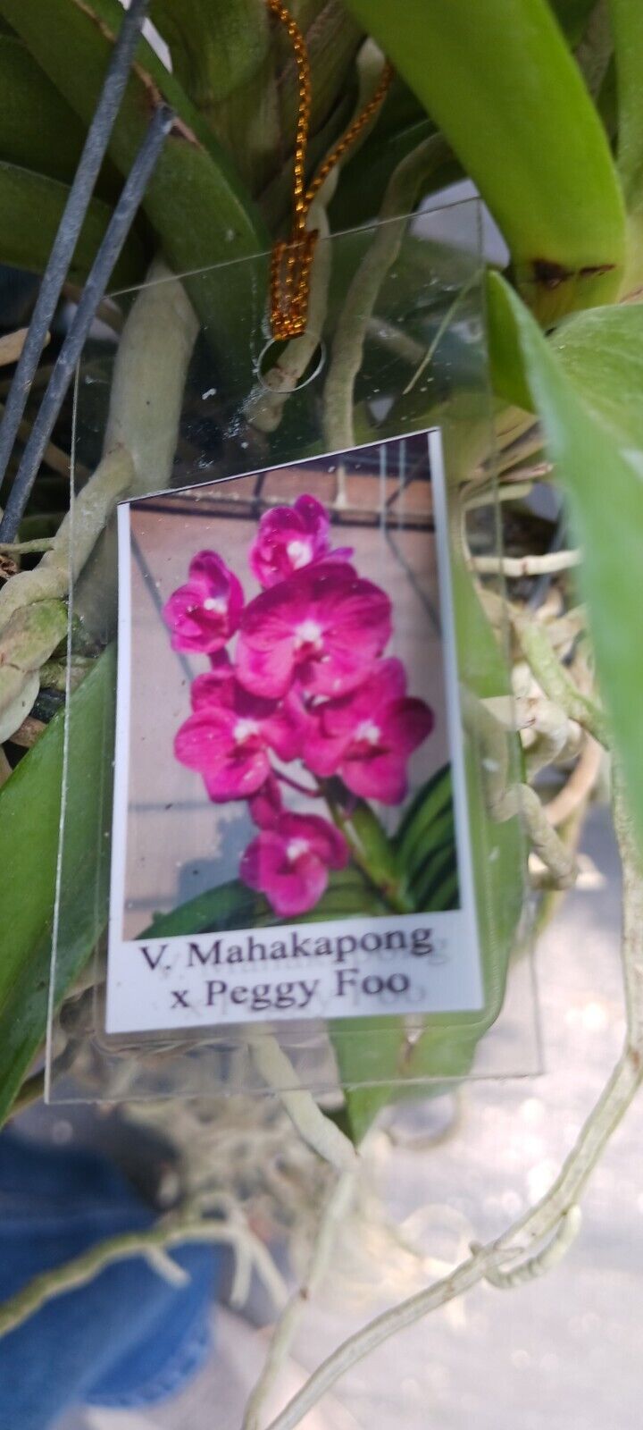 Vanda Mahakapong x Peggy Foo Tropical Hanging Plants