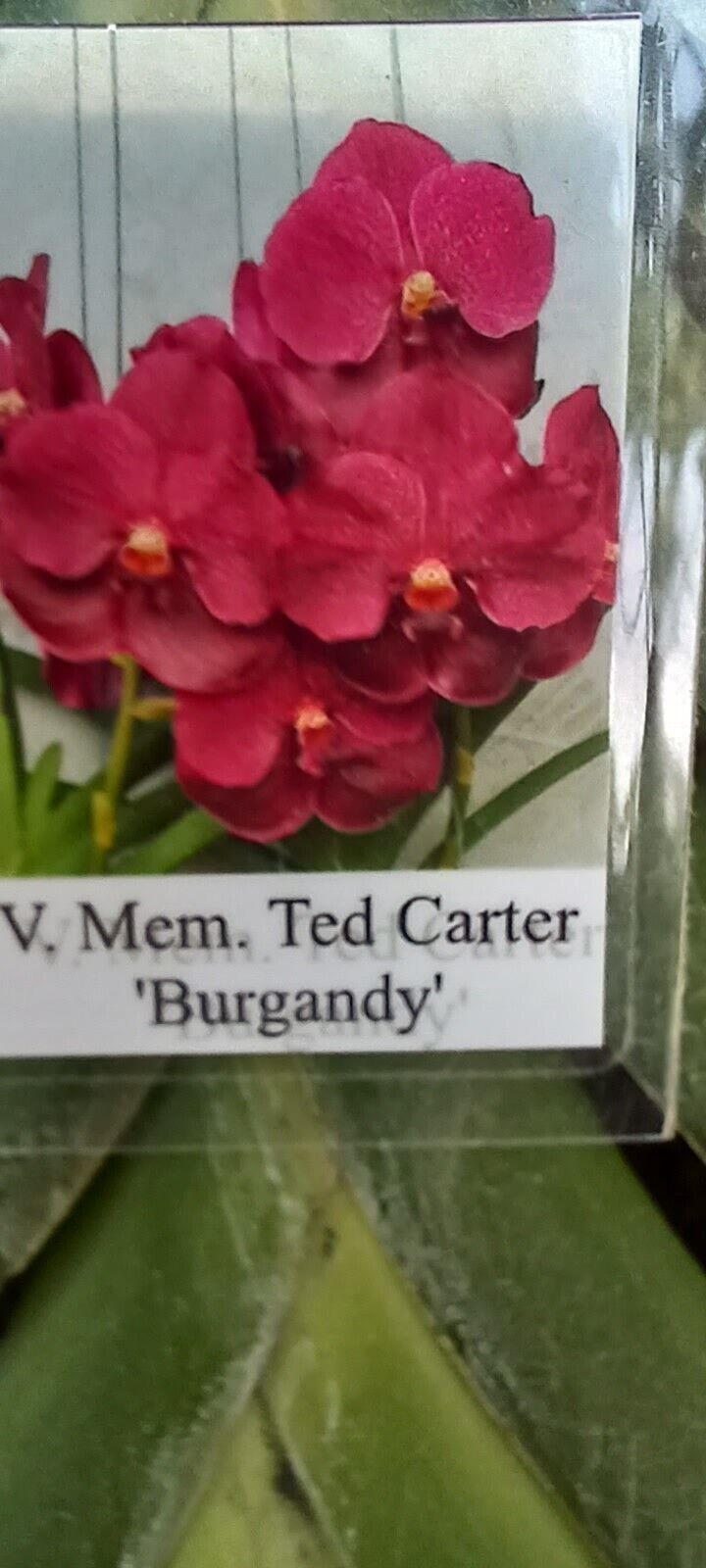 Vanda Mem Ted Carter Burgundy Orchid
