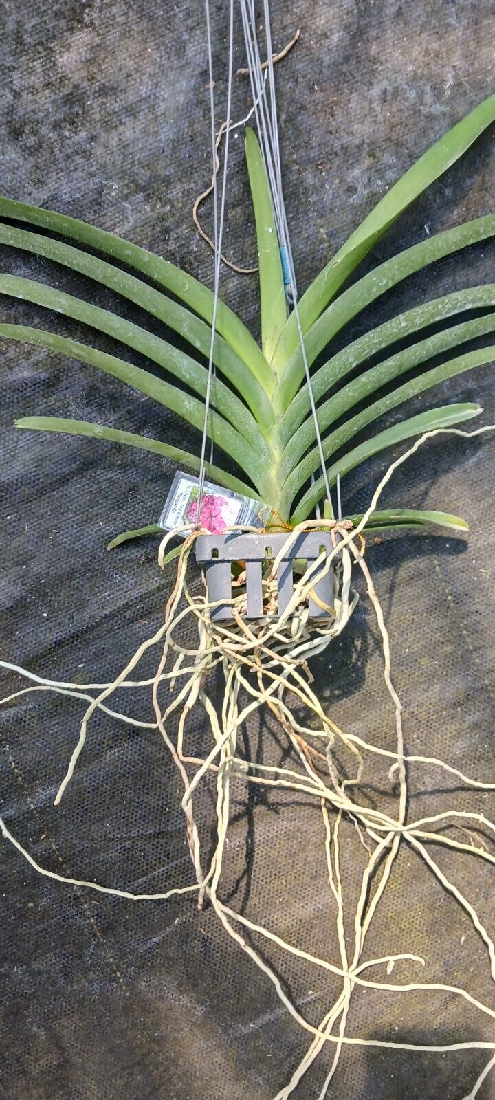 Vanda Mem Ted Carter Burgundy Orchid