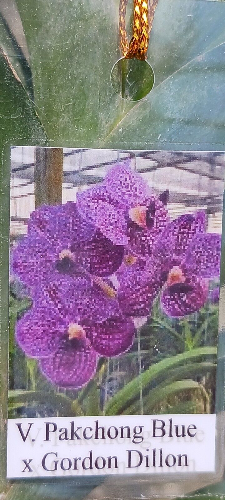 Vanda Pakchong Blue x Gordon Dillon Orchid