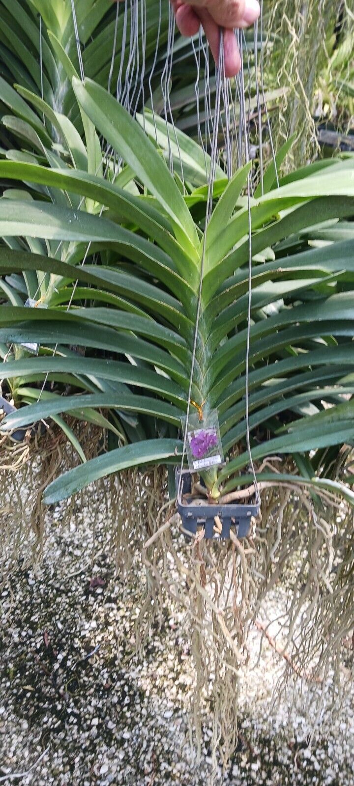 Vanda Pakchong Blue x Gordon Dillon Orchid