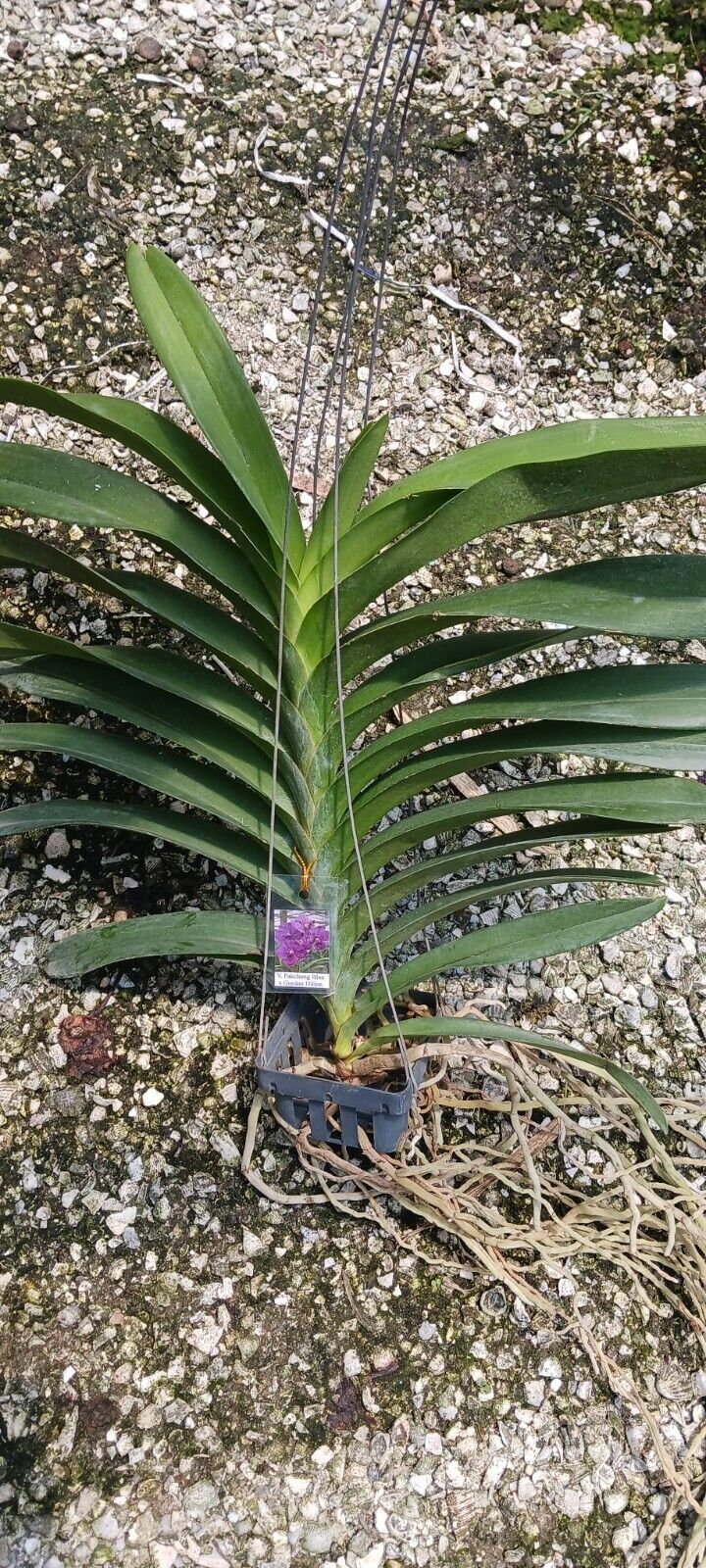 Vanda Pakchong Blue x Gordon Dillon Orchid