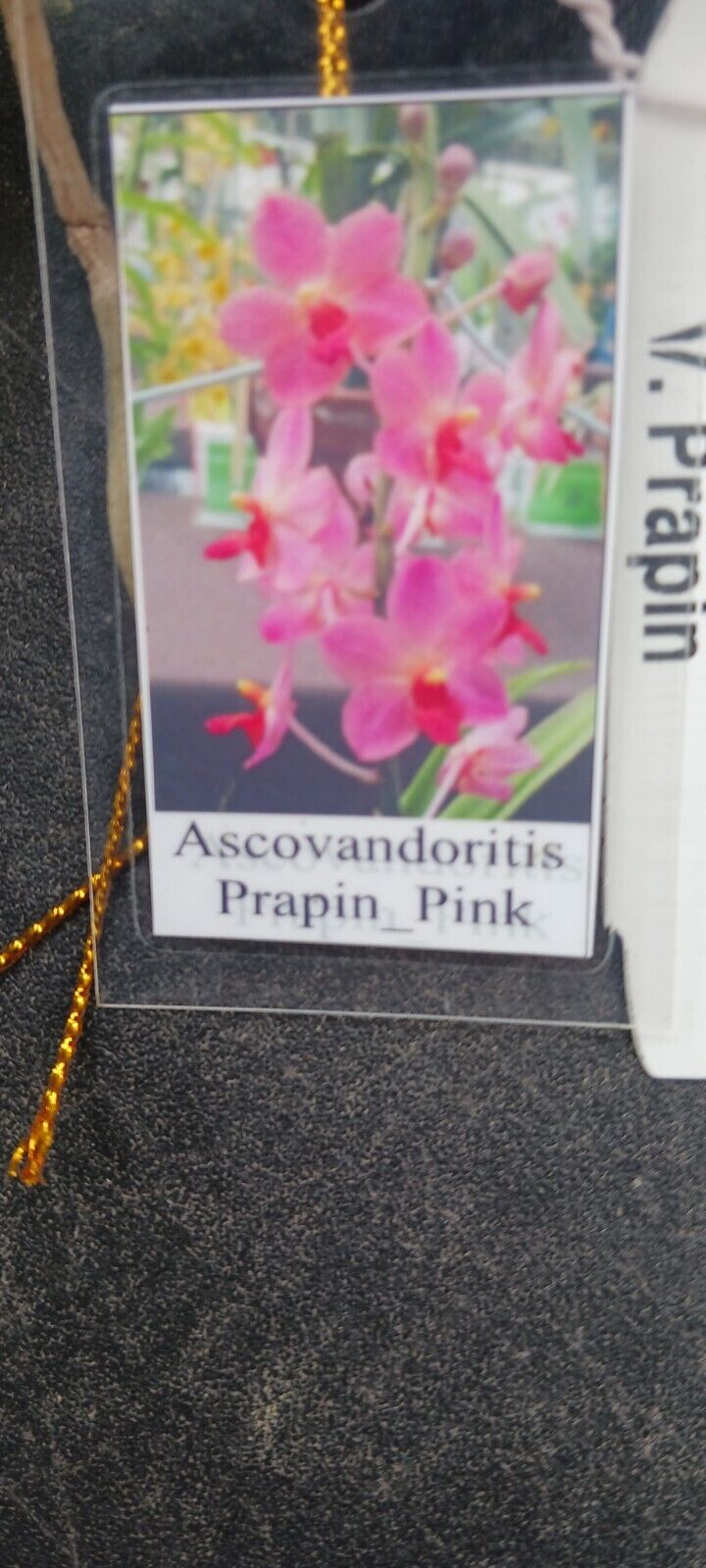 Vanda Prapin Pink