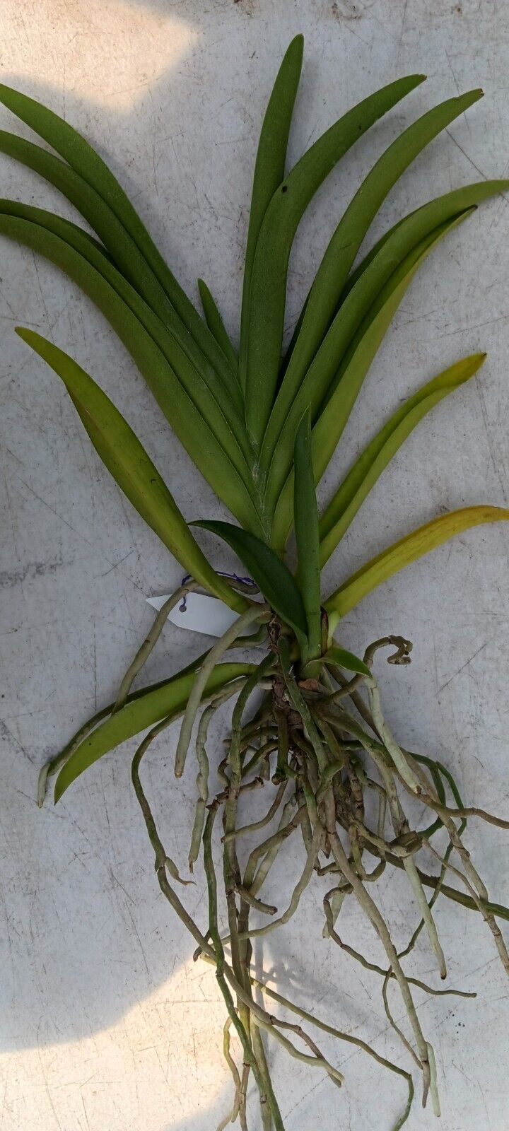 Vanda Prapin Pink