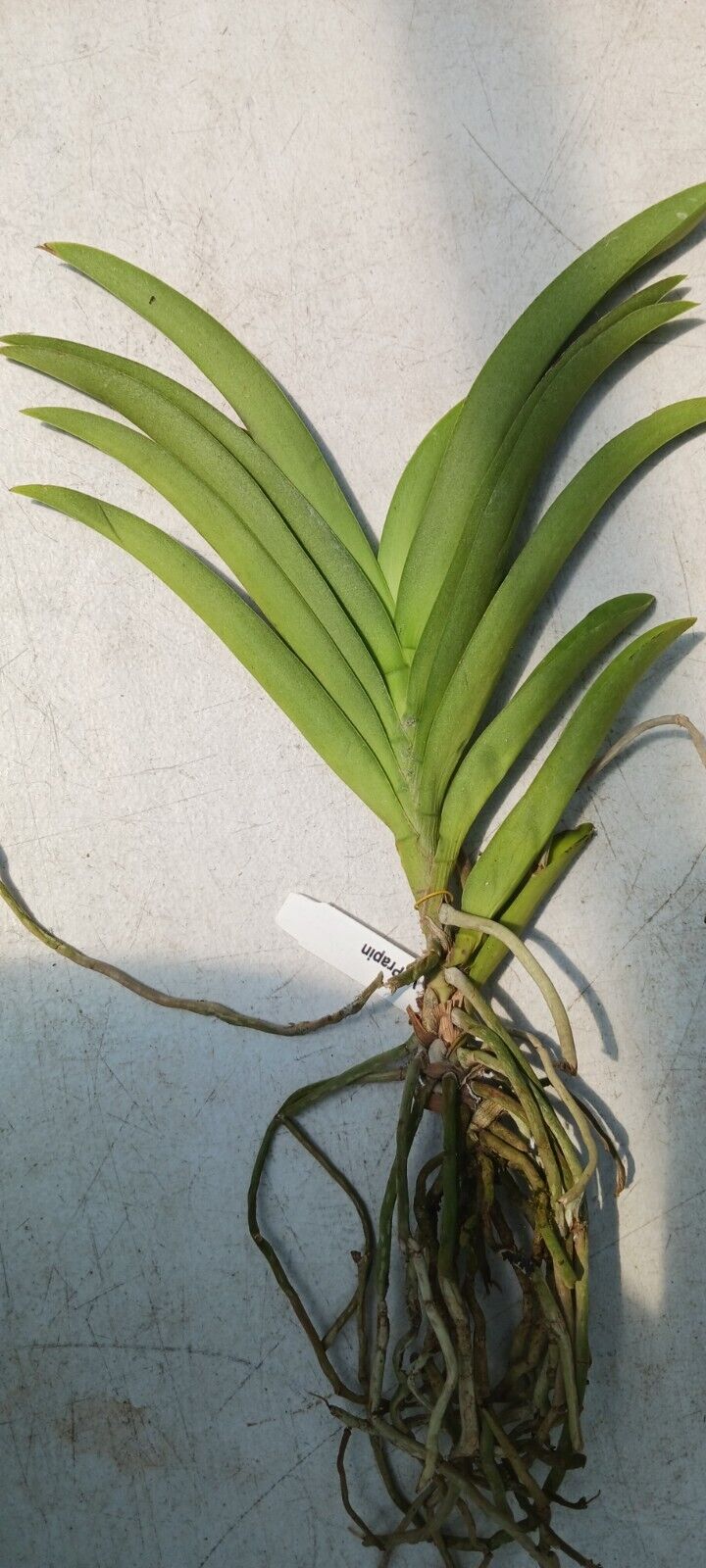 Vanda Prapin Pink