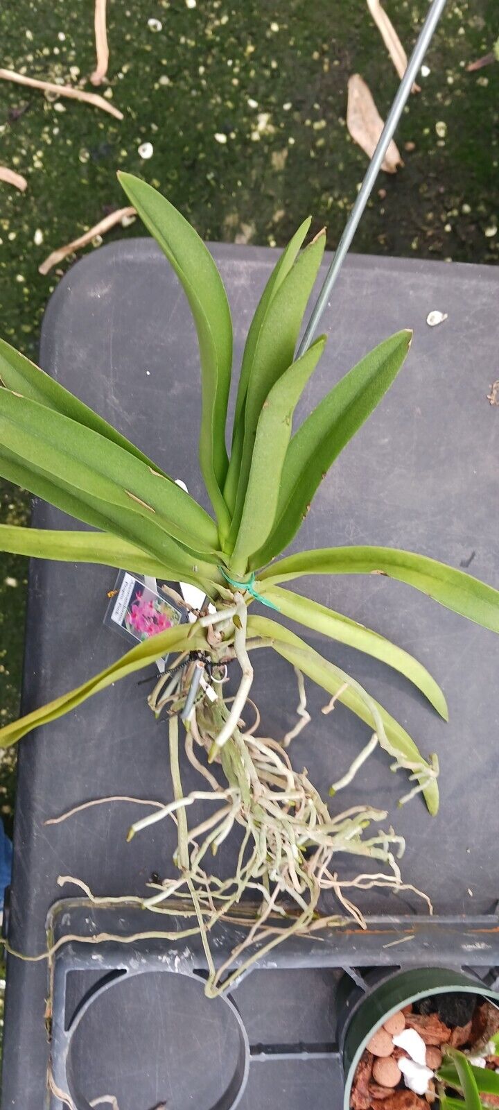 Vanda Prapin Pink