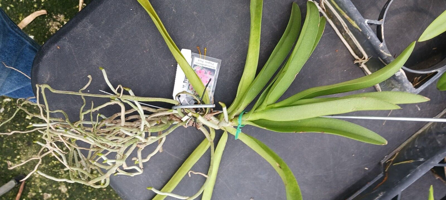 Vanda Prapin Pink