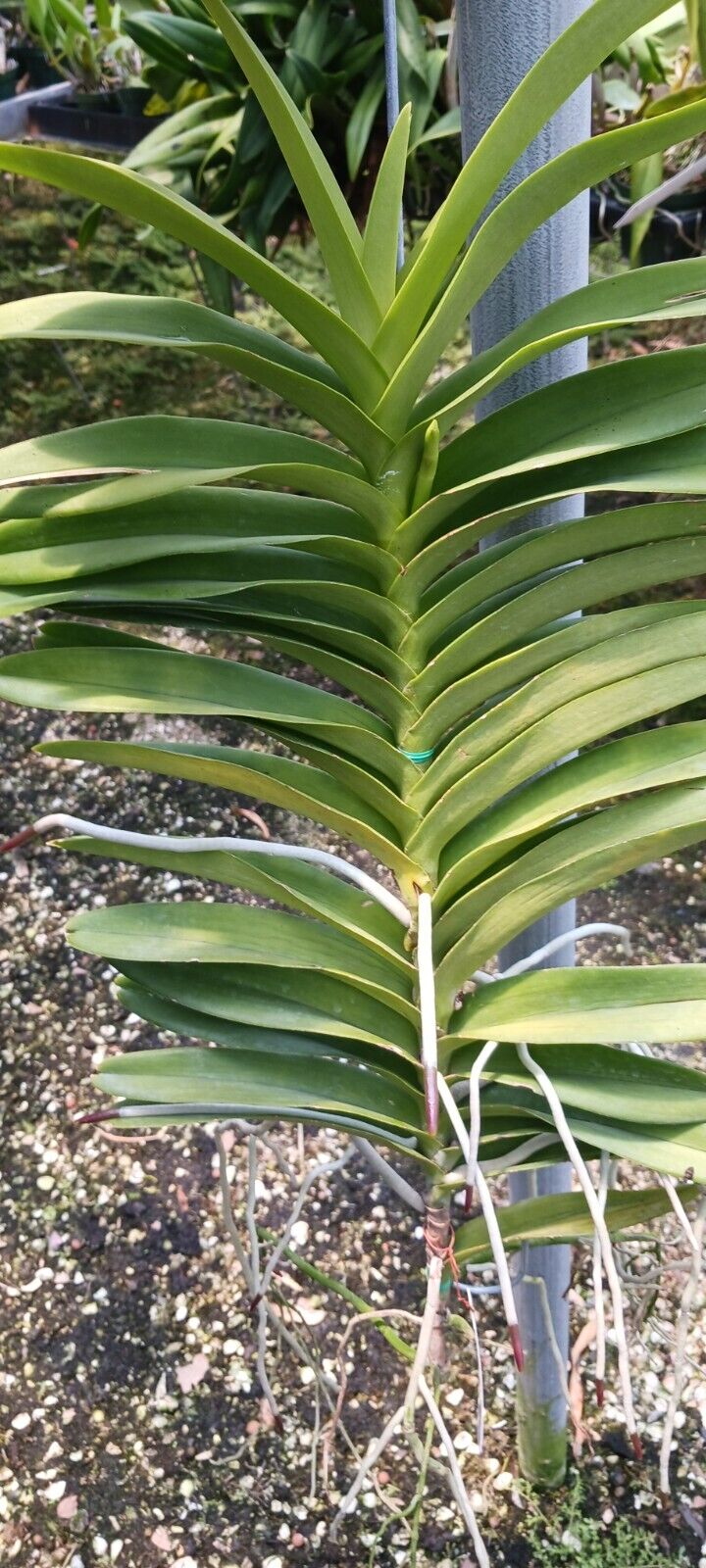 Vanda Ramasamyara Jairak Blue Sun Tolerant