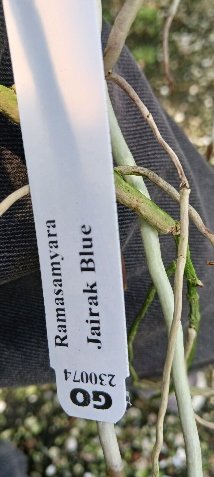 Vanda Ramasamyara Jairak Blue Sun Tolerant