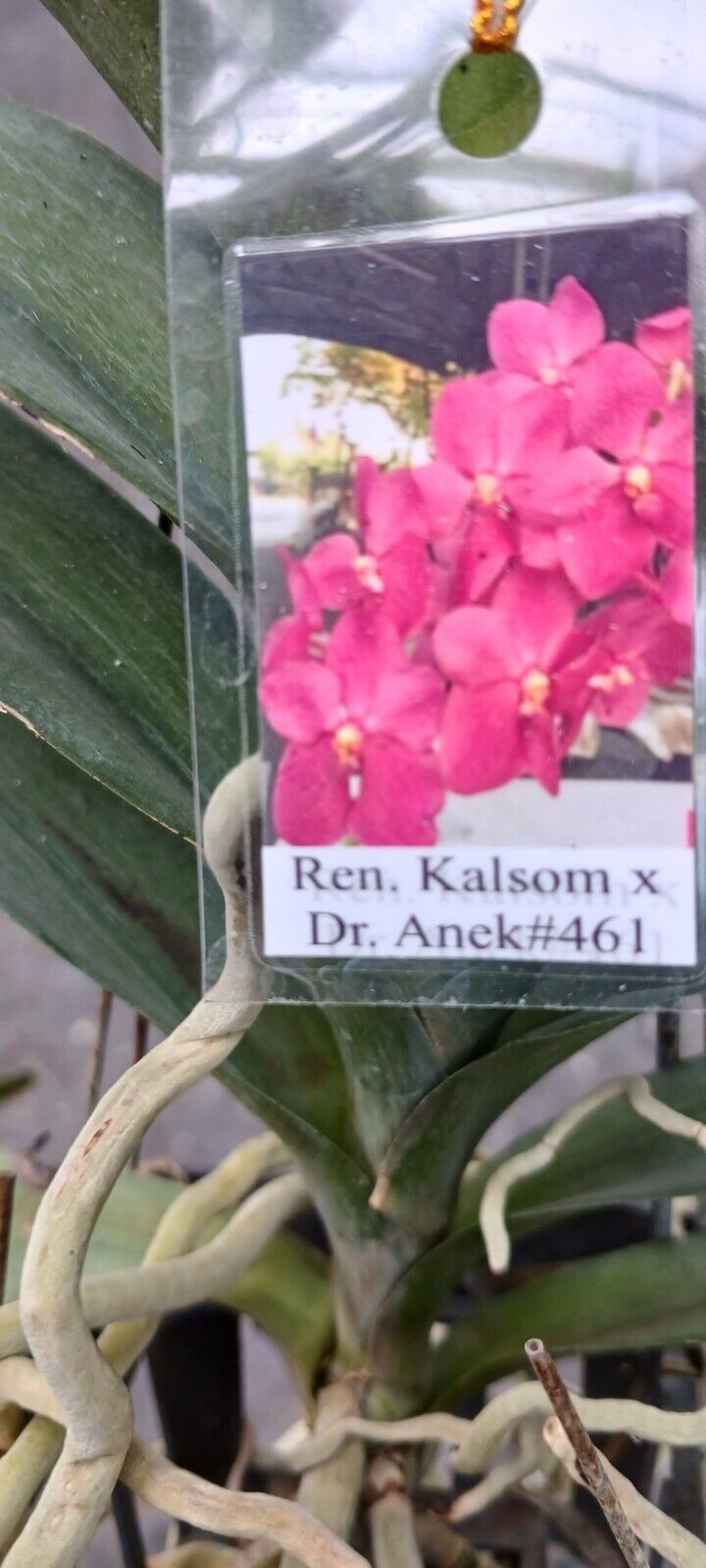 Vanda Ren Kalsom x Dr Anek