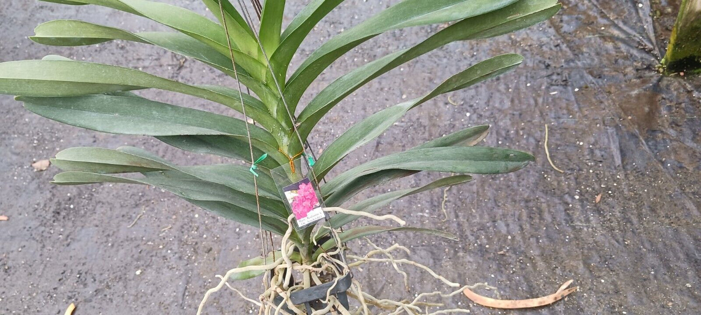 Vanda Ren Kalsom x Dr Anek