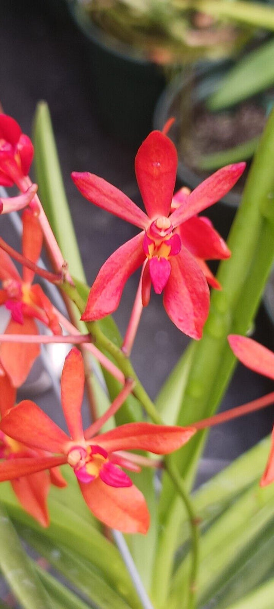 Vanda Ren phillipinensis x Neo falcata Micro Miniature