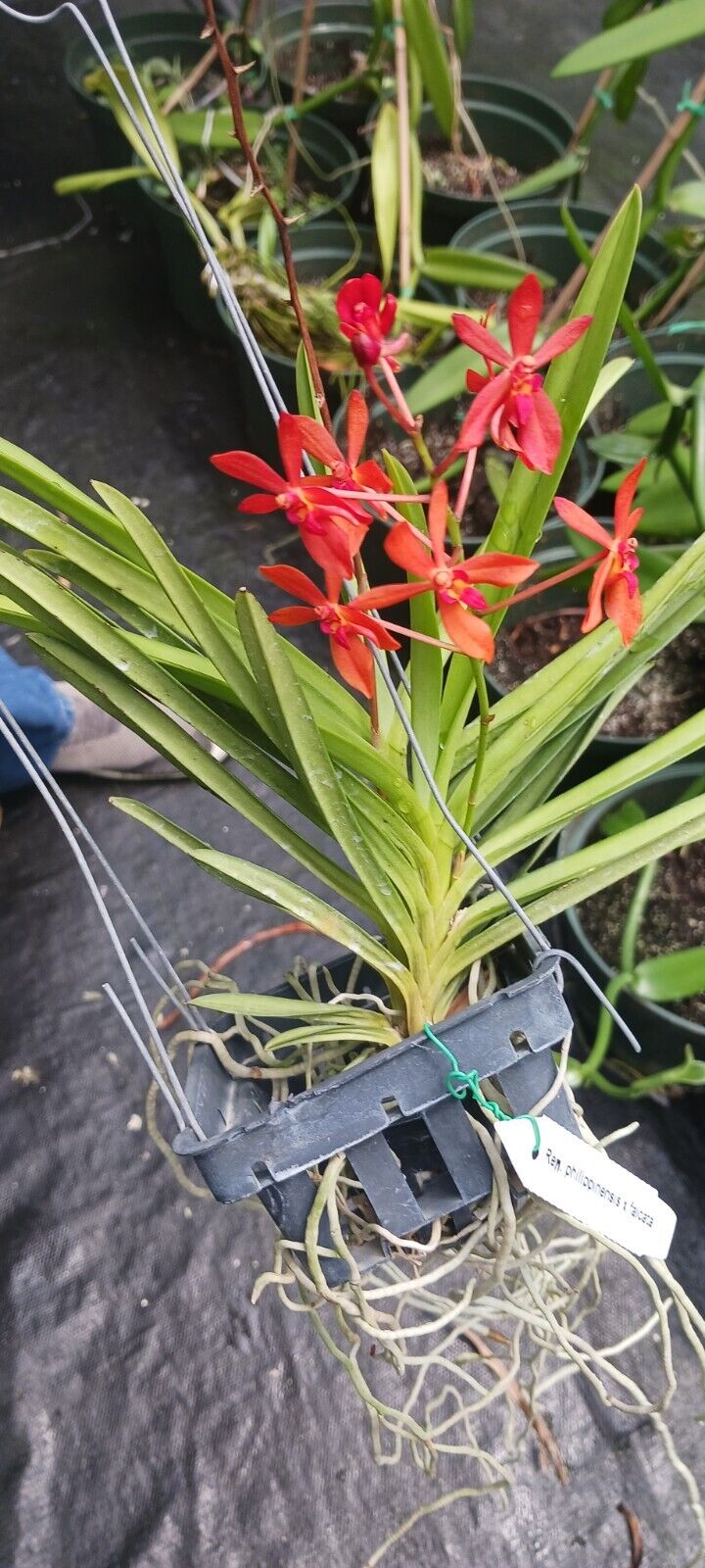 Vanda Ren phillipinensis x Neo falcata Micro Miniature