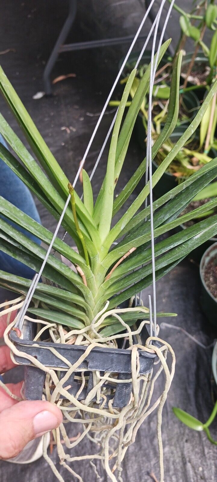 Vanda Ren phillipinensis x Neo falcata Micro Miniature