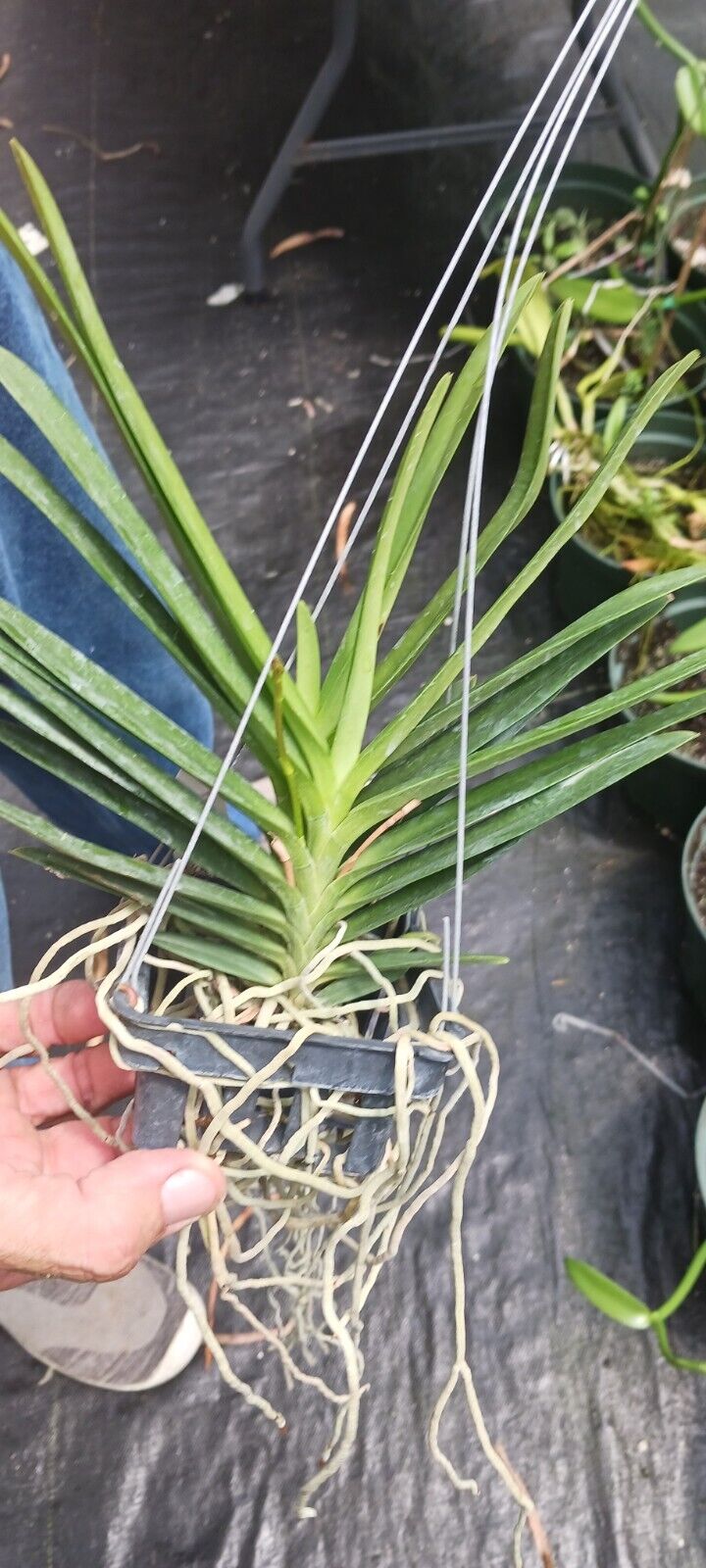 Vanda Ren phillipinensis x Neo falcata Micro Miniature