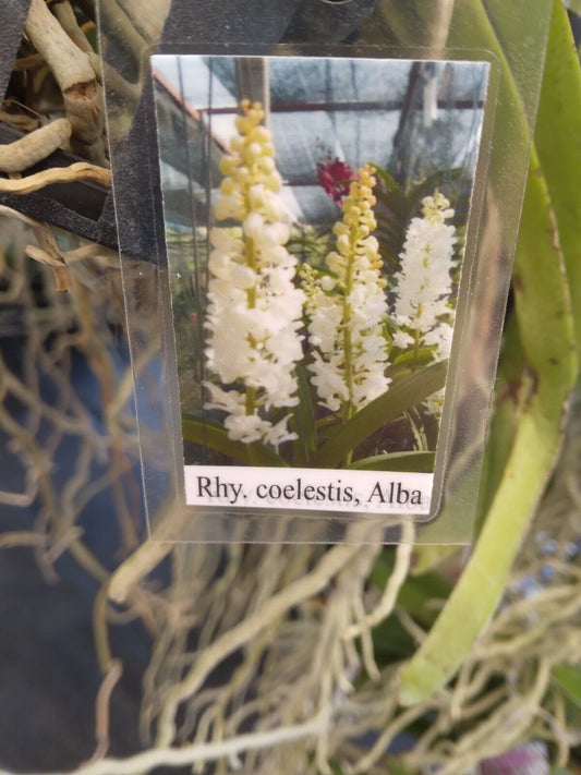 Vanda Rhynchostylis coelestis alba Fragrant