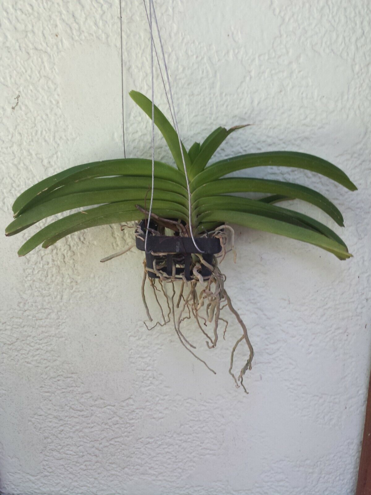 Vanda Rhynchostylis coelestis alba Fragrant
