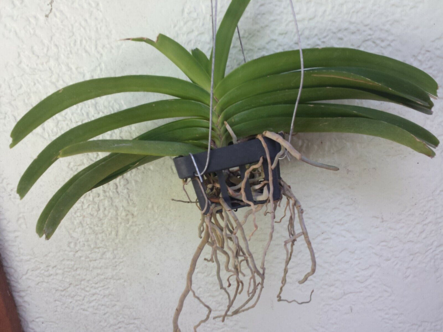 Vanda Rhynchostylis coelestis alba Fragrant