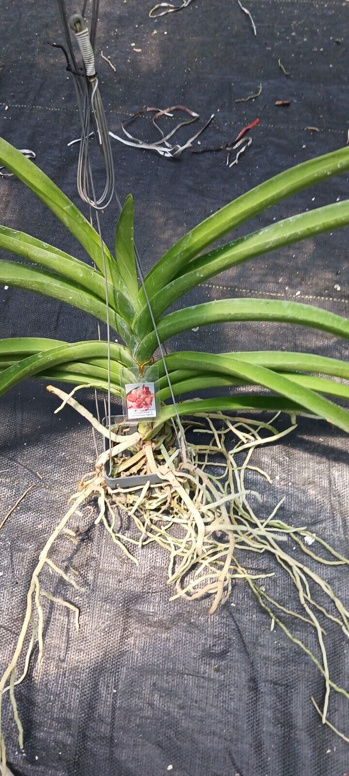 Vanda Somsri Pink x Suksamran Spots Orchid