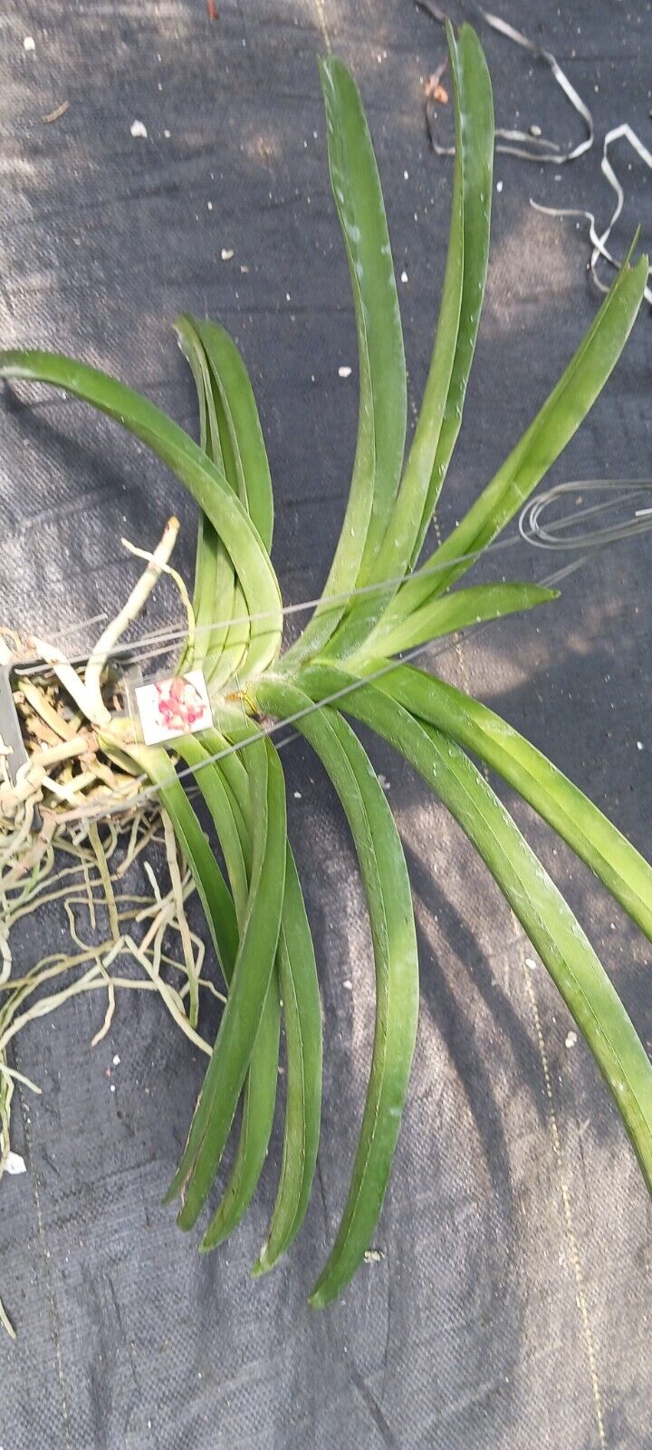 Vanda Somsri Pink x Suksamran Spots Orchid