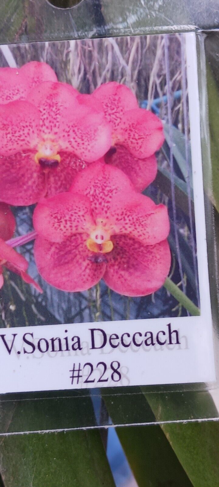 Vanda Sonia Deccach 228 Orchid