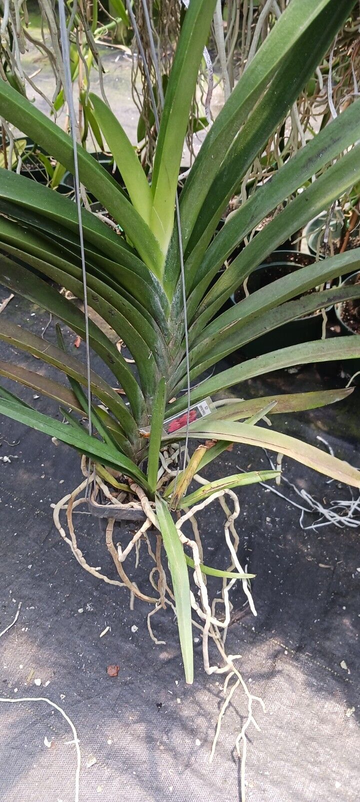 Vanda Sonia Deccach 228 Orchid