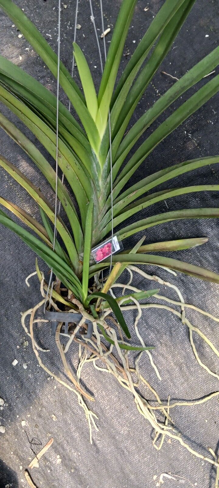 Vanda Sonia Deccach 228 Orchid