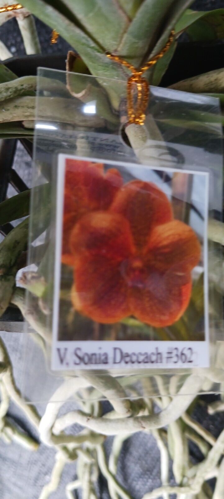 Vanda Sonia Deccach 362 Orchid