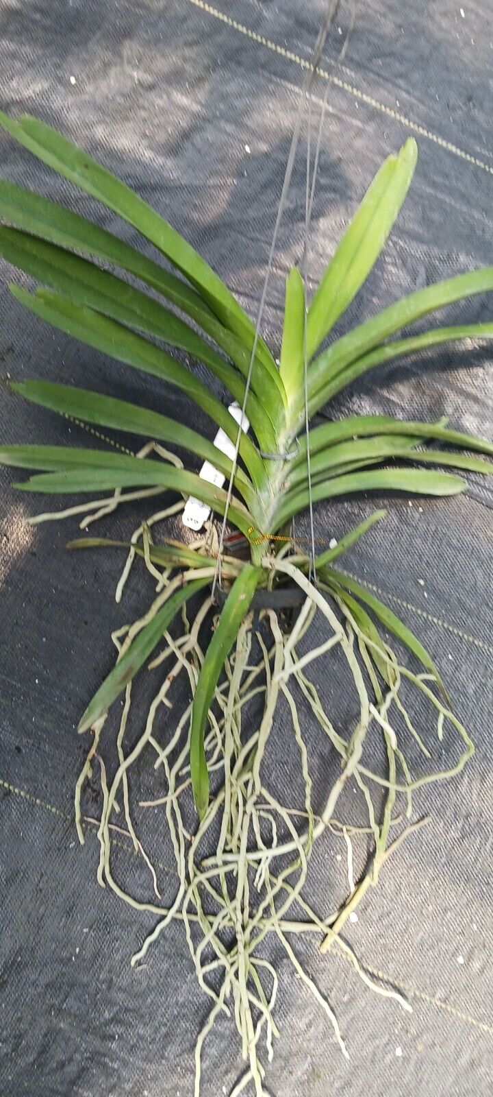 Vanda Sonia Deccach 362 Orchid
