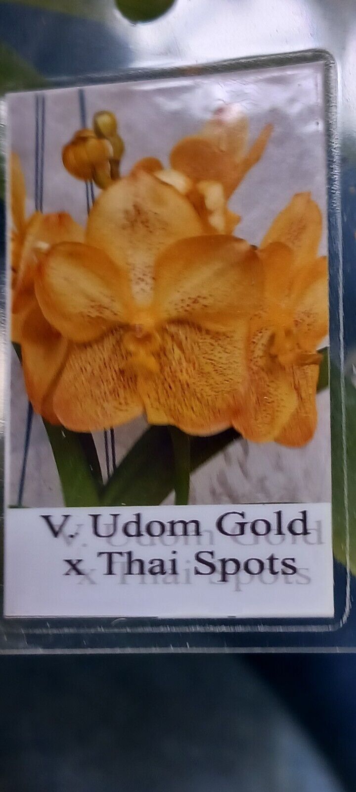 Vanda Udom Gold x Thai Spot Orchid