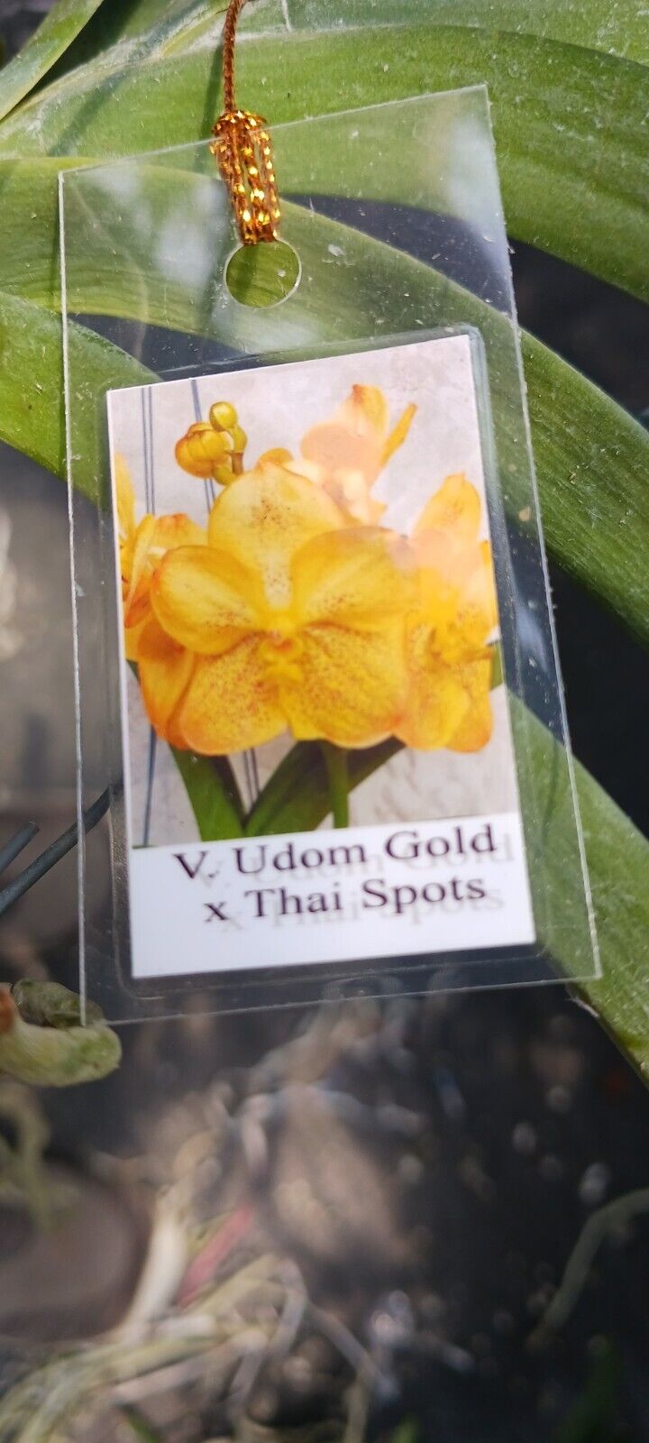 Vanda Udom Gold x Thai Spot Orchid
