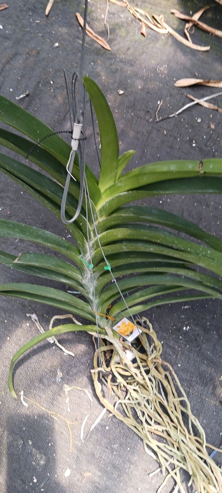 Vanda Udom Gold x Thai Spot Orchid