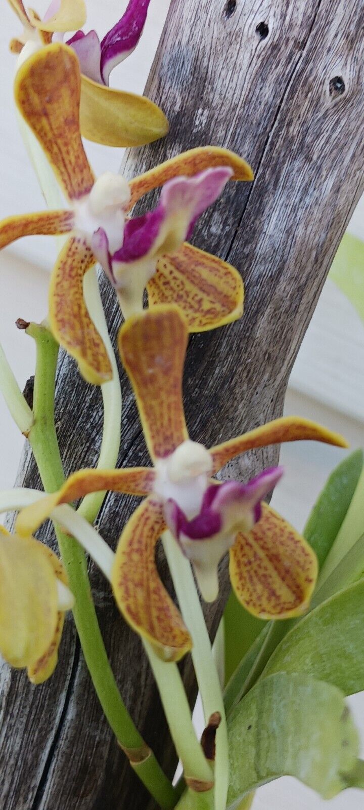Vanda Upstart Blue Bird x cristata Bangladesh Plants