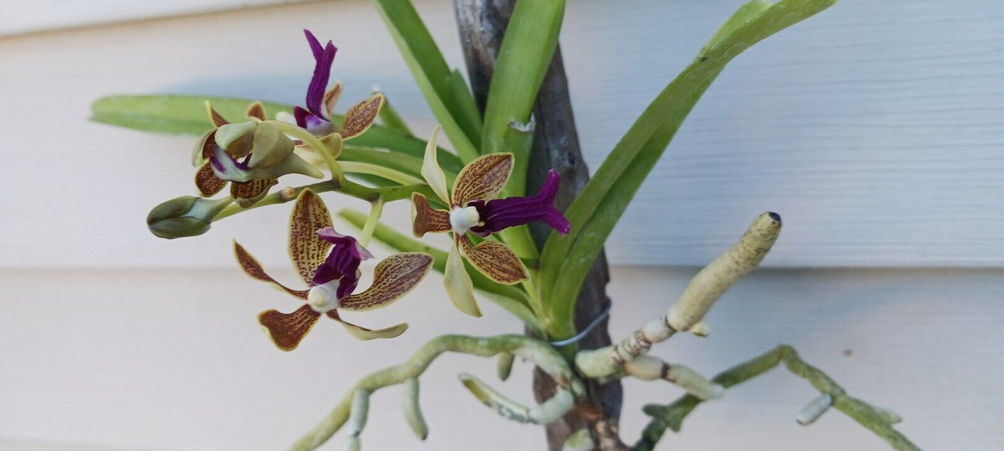 Vanda Upstart Blue Bird x cristata Bangladesh Plants