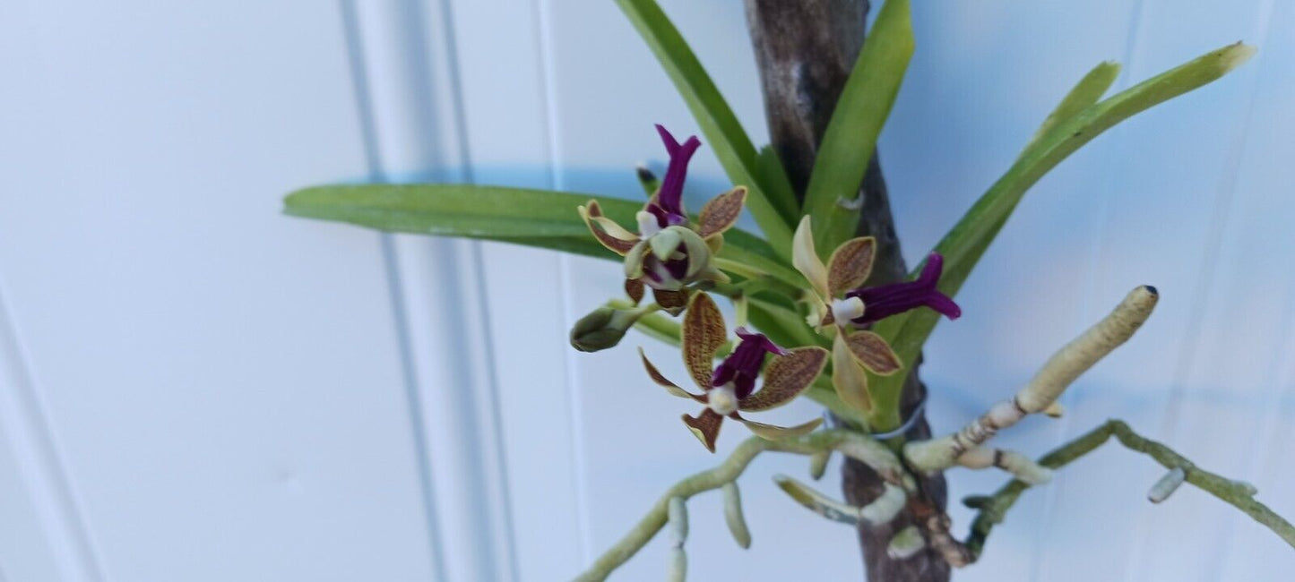 Vanda Upstart Blue Bird x cristata Bangladesh Plants