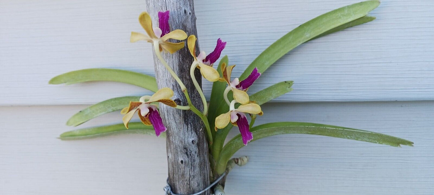 Vanda Upstart Blue Bird x cristata Bangladesh Plants