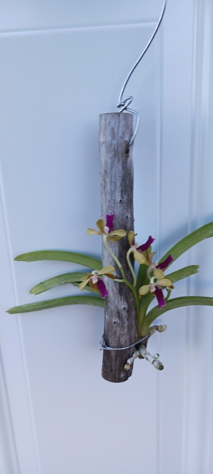 Vanda Upstart Blue Bird x cristata Bangladesh Plants