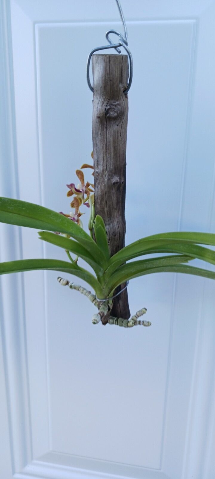 Vanda Upstart Blue Bird x cristata Bangladesh Plants