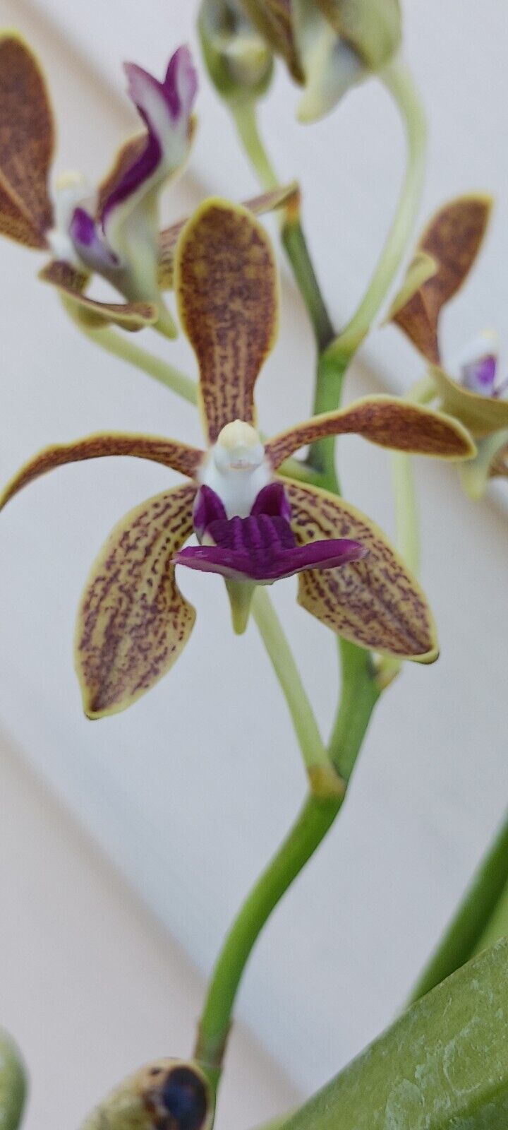 Vanda Upstart Blue Bird x cristata Bangladesh Plants